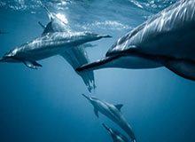 乒超联赛总决赛落幕 深圳大学队、山东魏桥队登顶